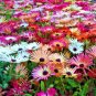 8000+ICE PLANT MIX Seeds (Livingston Daisy) Ground Cover Rock Garden/Containers