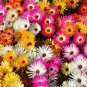 8000+ICE PLANT MIX Seeds (Livingston Daisy) Ground Cover Rock Garden/Containers