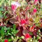 8000+ICE PLANT MIX Seeds (Livingston Daisy) Ground Cover Rock Garden/Containers