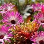 8000+ICE PLANT MIX Seeds (Livingston Daisy) Ground Cover Rock Garden/Containers