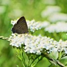 1000+WESTREN(White)YARROW Seeds Milfoil Wildflower Medicinal Butterflies Bees