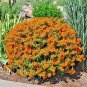 100+ORANGE BUTTERFLY WEED Seeds MILKWEED Monarch Butterflies Native Wildflower