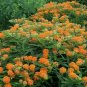 100+ORANGE BUTTERFLY WEED Seeds MILKWEED Monarch Butterflies Native Wildflower