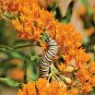 100+ORANGE BUTTERFLY WEED Seeds MILKWEED Monarch Butterflies Native Wildflower