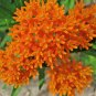 100+ORANGE BUTTERFLY WEED Seeds MILKWEED Monarch Butterflies Native Wildflower