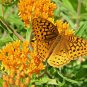100+ORANGE BUTTERFLY WEED Seeds MILKWEED Monarch Butterflies Native Wildflower