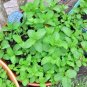 300+SPEARMINT Seeds Herb Organic Non-Gmo Natural Tea Patio Containers/Garden