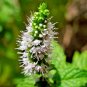 300+SPEARMINT Seeds Herb Organic Non-Gmo Natural Tea Patio Containers/Garden