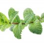300+SPEARMINT Seeds Herb Organic Non-Gmo Natural Tea Patio Containers/Garden