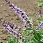 300+SPEARMINT Seeds Herb Organic Non-Gmo Natural Tea Patio Containers/Garden