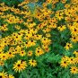 2000+BLACK EYED SUSAN Flower Seeds American Native Wildflower Butterflies Bees