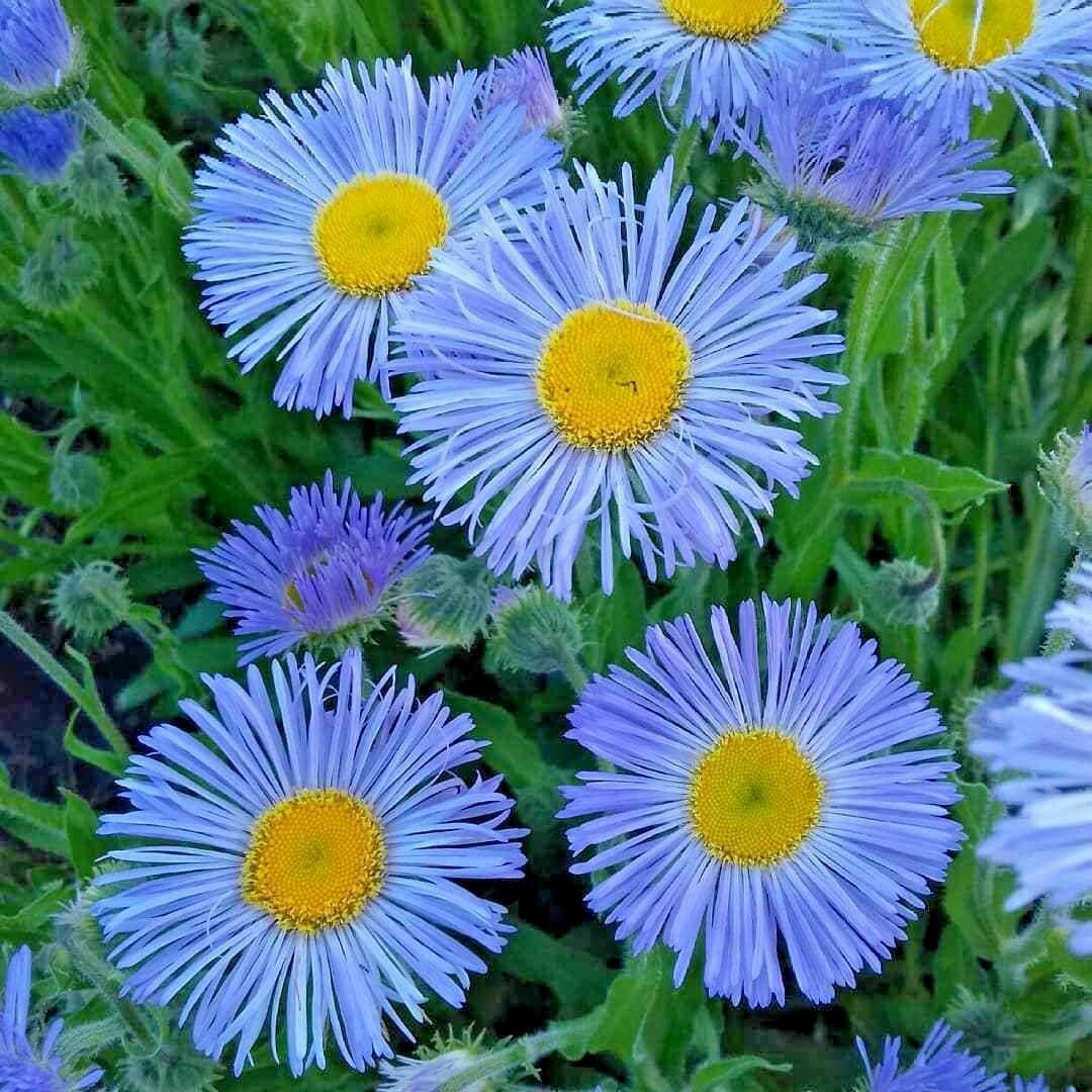 501+BLUE FLEABANE ASPEN DAISY Seeds Drought Tolerant American Native Wildflower