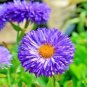 501+BLUE FLEABANE ASPEN DAISY Seeds Drought Tolerant American Native Wildflower