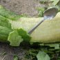 25+LUFFA SPONGE GOURD Seeds Loofah Loofa Loufa Luffah Garden/Large Container
