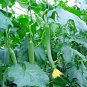 25+LUFFA SPONGE GOURD Seeds Loofah Loofa Loufa Luffah Garden/Large Container