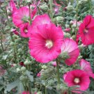 50+BRIGHT PINK HOLLYHOCK Flower Seeds Single Blooms Old Fashion Garden Favorite
