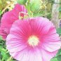 50+BRIGHT PINK HOLLYHOCK Flower Seeds Single Blooms Old Fashion Garden Favorite