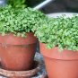 500+WATERCRESS Seeds Organic Non-Gmo SUPERFOOD Spring/Fall Garden/Container