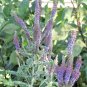 200+LEAD PLANT Seeds American Native Prairie Wildflower/Shrub Butterflies Bees