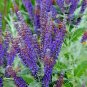 200+LEAD PLANT Seeds American Native Prairie Wildflower/Shrub Butterflies Bees