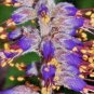 200+LEAD PLANT Seeds American Native Prairie Wildflower/Shrub Butterflies Bees