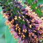 200+LEAD PLANT Seeds American Native Prairie Wildflower/Shrub Butterflies Bees