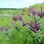 200+LEAD PLANT Seeds American Native Prairie Wildflower/Shrub Butterflies Bees