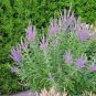 200+LEAD PLANT Seeds American Native Prairie Wildflower/Shrub Butterflies Bees