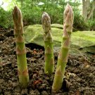120+ MARY WASHINGTON ASPARAGUS Seeds American Heirloom Organic Non-GMO Easy