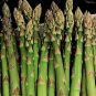 120+ MARY WASHINGTON ASPARAGUS Seeds American Heirloom Organic Non-GMO Easy