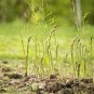 120+ MARY WASHINGTON ASPARAGUS Seeds American Heirloom Organic Non-GMO Easy