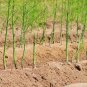 120+ MARY WASHINGTON ASPARAGUS Seeds American Heirloom Organic Non-GMO Easy
