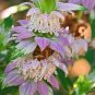 300+SPOTTED BEE BALM Seeds Native Wildflower Herbal Tea Monarda punctata Garden