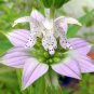 300+SPOTTED BEE BALM Seeds Native Wildflower Herbal Tea Monarda punctata Garden