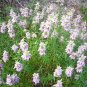 300+SPOTTED BEE BALM Seeds Native Wildflower Herbal Tea Monarda punctata Garden