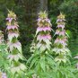 300+SPOTTED BEE BALM Seeds Native Wildflower Herbal Tea Monarda punctata Garden