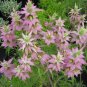 300+SPOTTED BEE BALM Seeds Native Wildflower Herbal Tea Monarda punctata Garden
