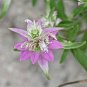 300+SPOTTED BEE BALM Seeds Native Wildflower Herbal Tea Monarda punctata Garden