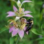 300+SPOTTED BEE BALM Seeds Native Wildflower Herbal Tea Monarda punctata Garden
