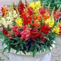 2000+SNAPDRAGON "TETRA MIX" Flower Seeds 18-24" Tall Garden/Patio Container SALE