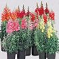 2000+SNAPDRAGON "TETRA MIX" Flower Seeds 18-24" Tall Garden/Patio Container SALE