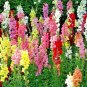 2000+SNAPDRAGON "TETRA MIX" Flower Seeds 18-24" Tall Garden/Patio Container SALE