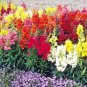 2000+SNAPDRAGON "TETRA MIX" Flower Seeds 18-24" Tall Garden/Patio Container SALE