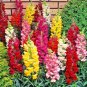 2000+SNAPDRAGON "TETRA MIX" Flower Seeds 18-24" Tall Garden/Patio Container SALE