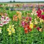2000+SNAPDRAGON "TETRA MIX" Flower Seeds 18-24" Tall Garden/Patio Container SALE