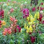 2000+SNAPDRAGON "TETRA MIX" Flower Seeds 18-24" Tall Garden/Patio Container SALE