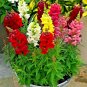 2000+SNAPDRAGON "TETRA MIX" Flower Seeds 18-24" Tall Garden/Patio Container SALE
