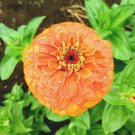 300+GIANT DAHLIA "DAFFODIL" Zinnia Flower Seeds Big 5" GOLD/ORANGE Blooms EASY