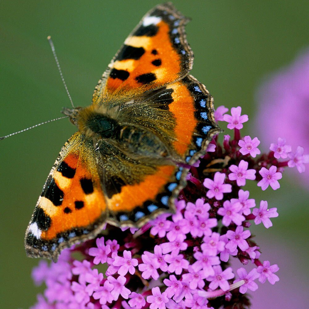 500+PURPLETOP VERVAIN Flower Seed Native Wildflower Butterfly Magnet Bees SALE