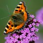 500+PURPLETOP VERVAIN Flower Seed Native Wildflower Butterfly Magnet Bees SALE